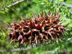 Seed pods on stem, Woodvale